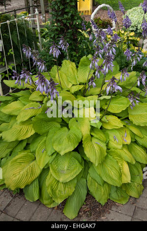 Casserole de courge Hosta Banque D'Images