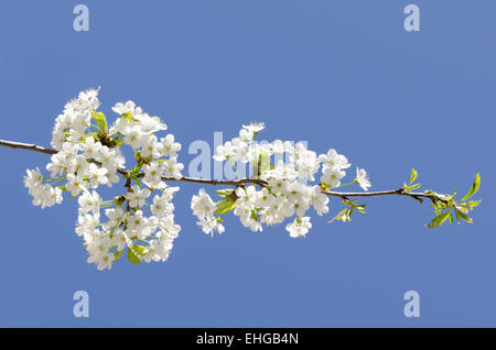 Cherry Blossom branch Banque D'Images