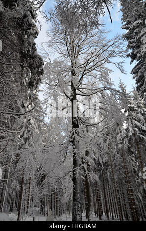 Forêt hiver neige Banque D'Images