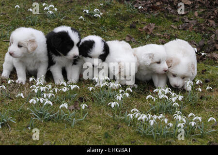 (Chiots Border Collies) Banque D'Images