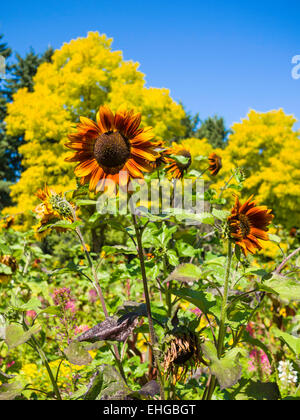 Le tournesol à l'Alma Van Dusen Garden, jardin botanique Van Dusen, Vancouver, BC, Canada Banque D'Images