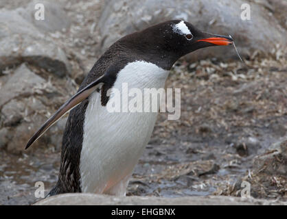 Gentoo pingouin (Pygoscelis papua) transportant une plume pour son prochain, Péninsule Antarctique, l'Antarctique Banque D'Images