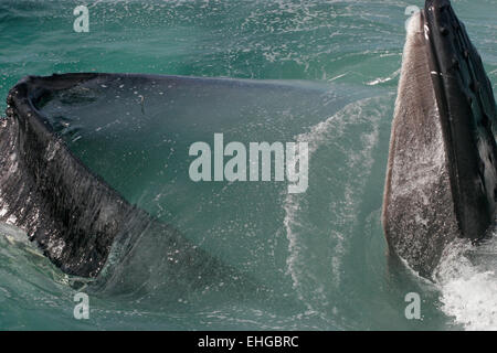 Une baleine à bosse de l'Atlantique Nord avec des surfaces c'est la bouche ouverte tout en alimentant, gros plan Banque D'Images