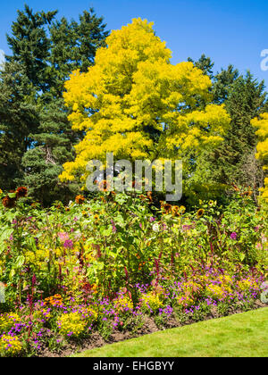 Alma Van Dusen Garden, jardin botanique Van Dusen, Vancouver, BC, Canada Banque D'Images