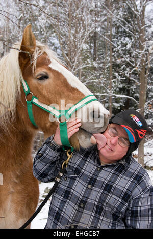 Funny animal, cheval de trait belge donne à l'homme baiser sur joue avec la langue Banque D'Images