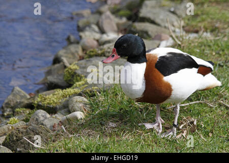 Tadorne de Belon Banque D'Images