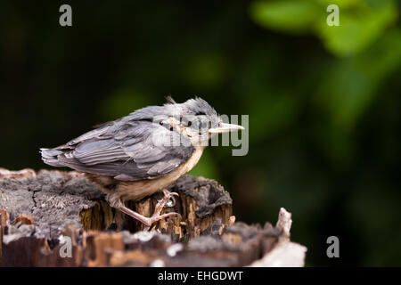 Jeune Nuthatche Banque D'Images