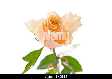 Bouquet de rose-thé sur le livre blanc Banque D'Images