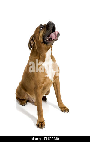 Boxer adultes de fond blanc Banque D'Images