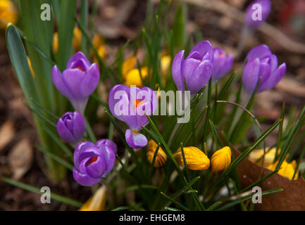 Les crocus violet au printemps Banque D'Images