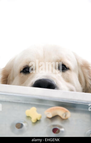 Le retriever or posing in studio Banque D'Images