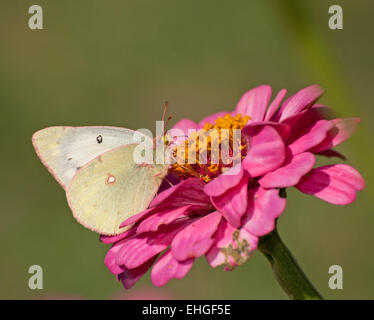 Assombri papillon qui se nourrit d'une Zinnia rose contre un arrière-plan vert Banque D'Images