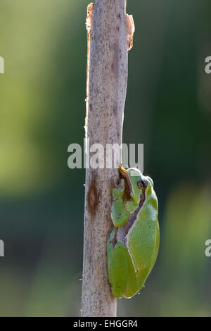 Grenouille d'arbre commun Banque D'Images