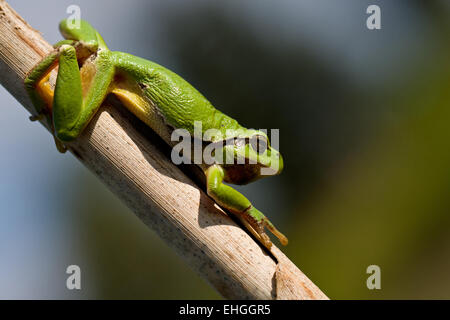 Grenouille d'arbre commun Banque D'Images