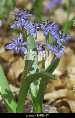 Deux feuilles, squill Scilla bifolia Banque D'Images