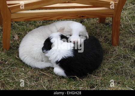 (Chiots Border Collies) Banque D'Images