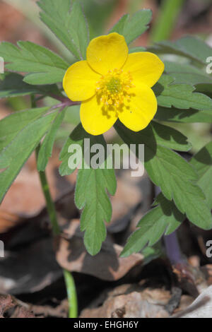 Le jaune, l'Anémone des bois Anemone Banque D'Images