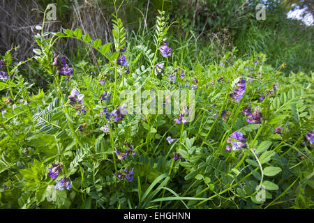 Vicia sepium, Bush Vetch Banque D'Images