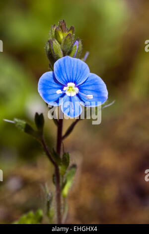Germander Speedwell, Veronica chamaedrys Banque D'Images