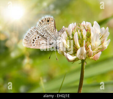 Petit Reakirt's Blue Butterfly sur le trèfle blanc Banque D'Images