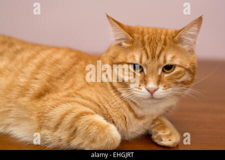 Lazy ginger cat allongé sur une table en bois Banque D'Images