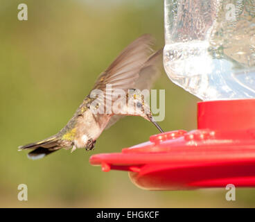 Colibri à gorge rubis femelle planant et boire le nectar à l'alimentateur Banque D'Images
