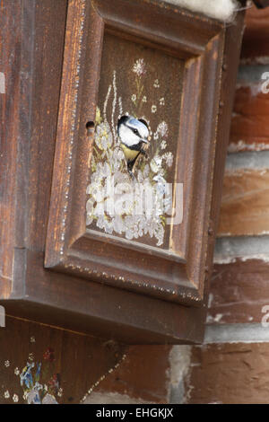 Bluetit dans une boite aux lettres Banque D'Images