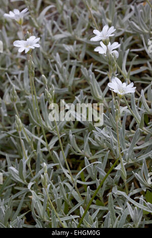 Cerastium tomentosum, neige en été Banque D'Images