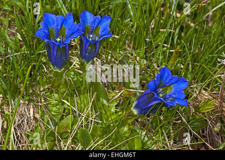 Gentiana gentiane acaule, aculis Banque D'Images