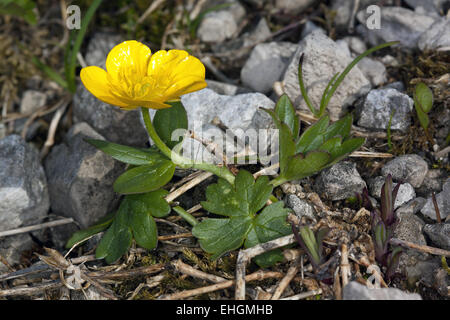 Ranunculus montanus, renoncule de montagne Banque D'Images