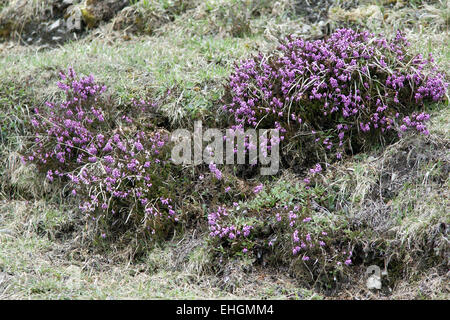 Erica carnea Bruyère d'hiver, Banque D'Images