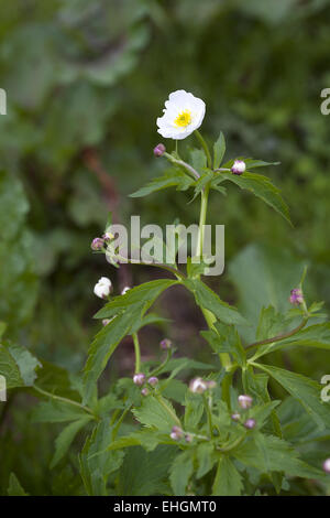 L'eau de bassin Crowfoot, Ranunculus platanifolius Banque D'Images