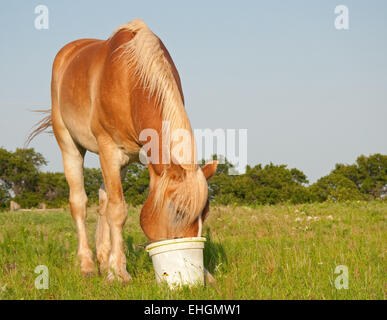 Cheval de Trait Belge mange ses grains à partir d'un seau dans le pâturage Banque D'Images