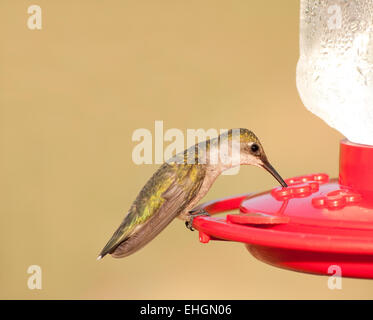 Colibri à gorge rubis femelle du convoyeur au contre coupé fond vert Banque D'Images