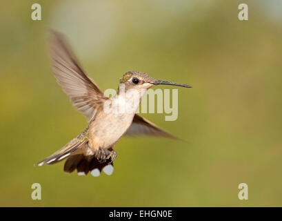 Colibri à gorge rubis planant avec les ailes grandes ouvertes contre green summer background Banque D'Images