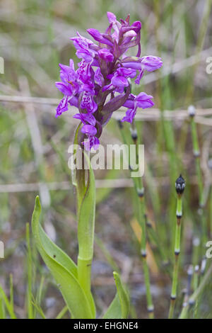 Dactylorhiza incarnata, début mars Orchid Banque D'Images