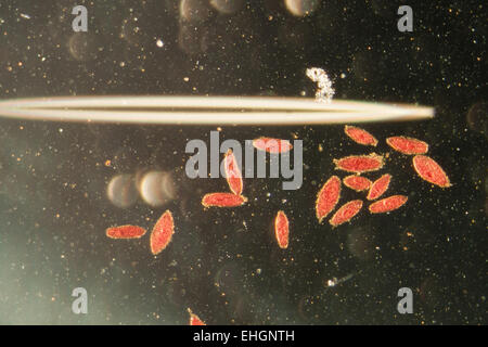 La conjugaison des animaux de Paramecium caudatum Banque D'Images