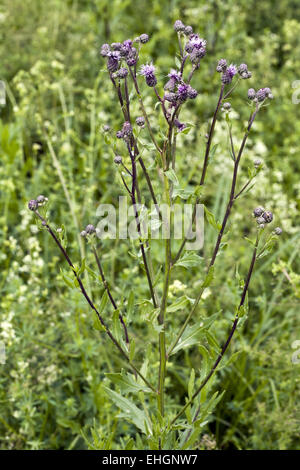 Cirsium arvense, Chardon Banque D'Images