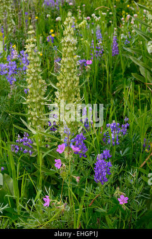 Domaine de fleurs sauvages dans le Parc National de Yellowstone, y compris le maïs, Lys, lupin argenté et sauvage géranium. Banque D'Images
