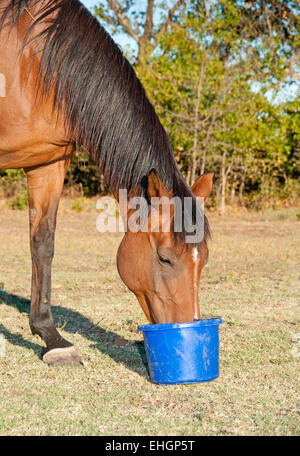 Bay horse eating nourrir à partir d'un seau dans les pâturages Banque D'Images