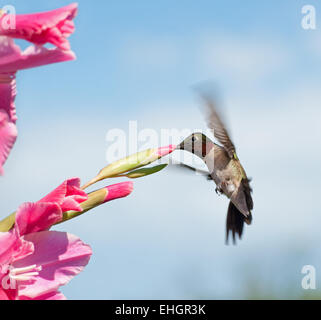 Colibri à gorge rubis mâle se nourrissant sur une fleur glaïeul rose Banque D'Images