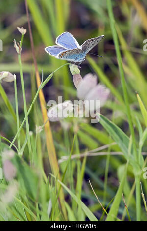 Polyommatus icarus, BLEU commun Banque D'Images