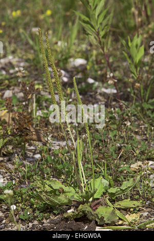 Plus grand plantain, Plantago major Banque D'Images