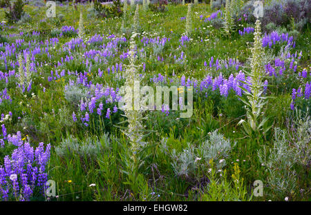 Lupin argenté et maïs floraison Lily dans le Parc National de Yellowstone, aux États-Unis. Banque D'Images
