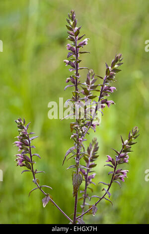 Red Bartsia, Odontites vulgaris Banque D'Images