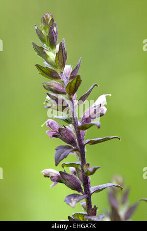 Red Bartsia, Odontites vulgaris Banque D'Images