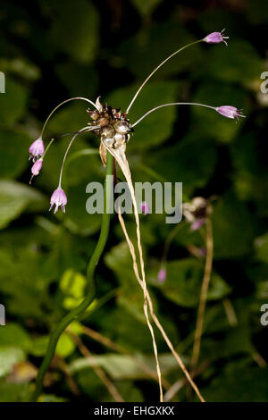 Domaine de l'ail, le Galium oleraceum Banque D'Images