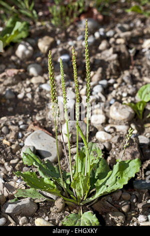 Plus grand plantain, Plantago major Banque D'Images