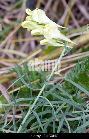 Linaria vulgaris, de beurre et d'oeufs Banque D'Images