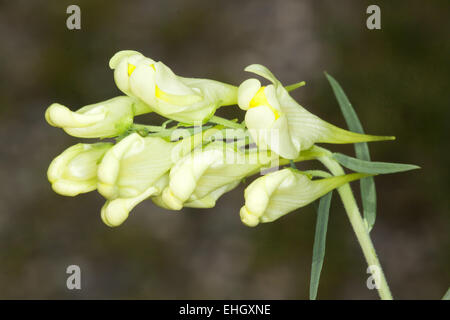 Linaria vulgaris, de beurre et d'oeufs Banque D'Images